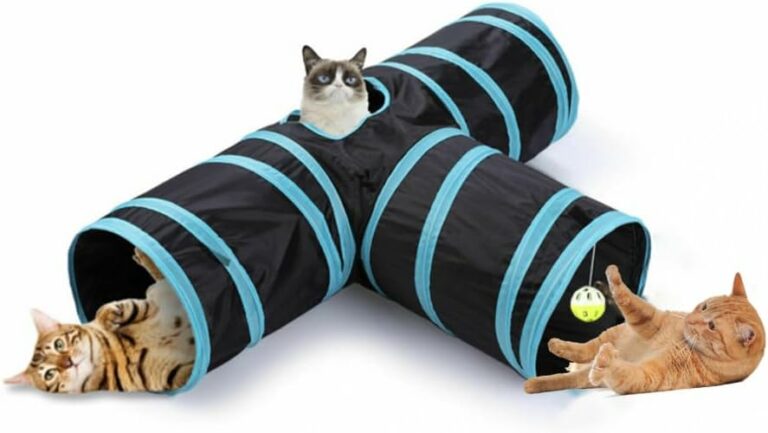 Super Fun Cat Tunnel!!