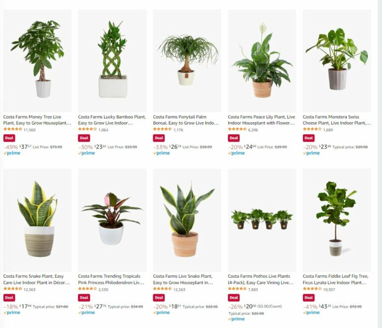 Costa Farms Indoor Plants
