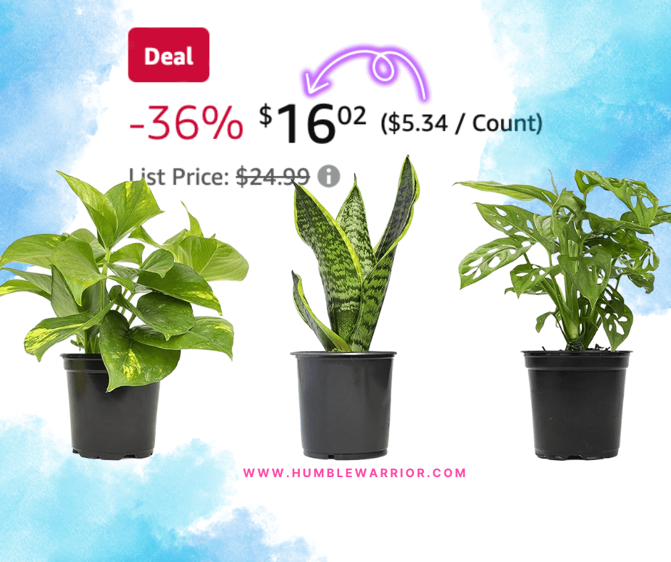 Altman Plants Essentials Live Houseplant Set of 3 Collection!
