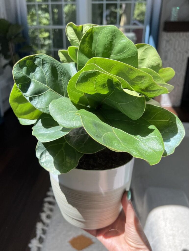 Costa Farms Little Fiddle Leaf Fig plants