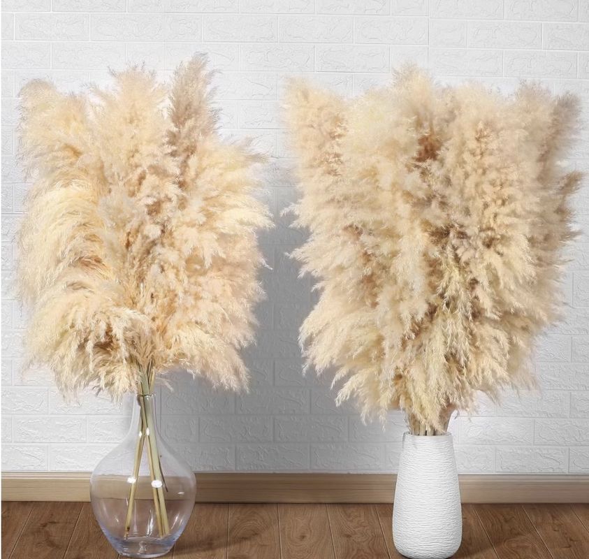 pampas