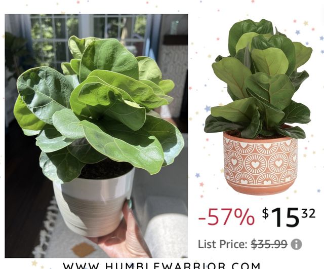 Costa Farms Little Fiddle Leaf Fig plants
