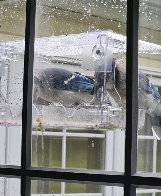 Window Bird Feeder
