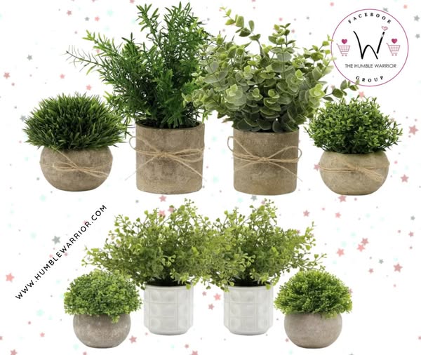 darling succulent sets