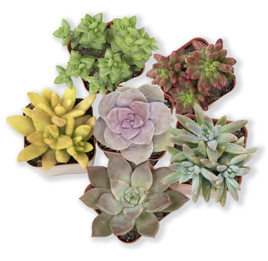 Altman six pack of LIVE succulents