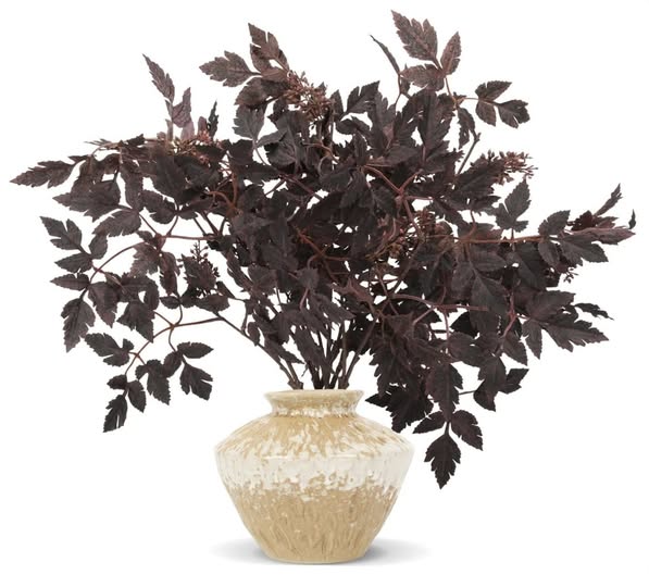 Insta-famous Cimicifuga leaves