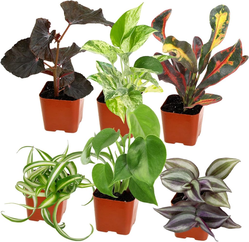 6 Pack of Houseplant Starters!