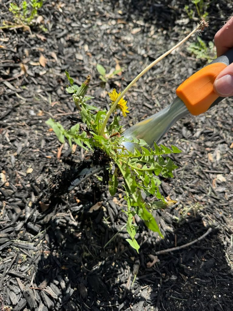 Ergo Weeder Tool for Weeding