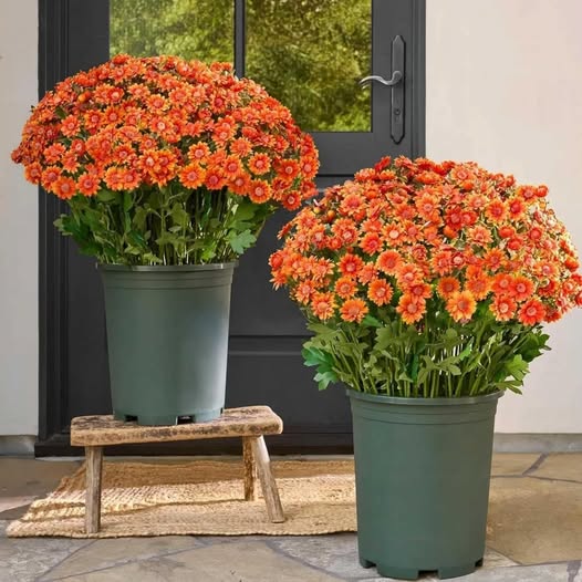 Sunset mum bundles