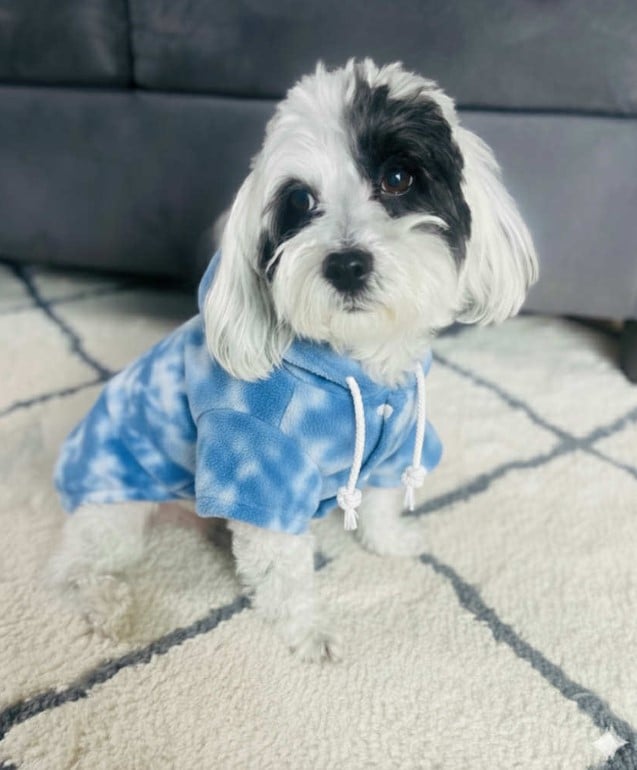 Dog tie dye hoodie!