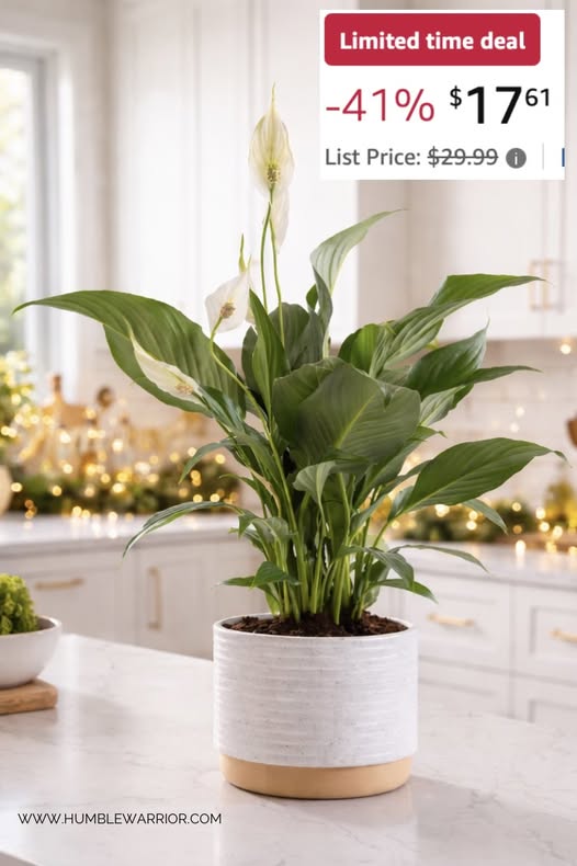 Costa Farms Peace Lily
