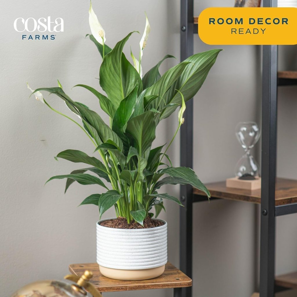 Costa Farms Peace Lily!
