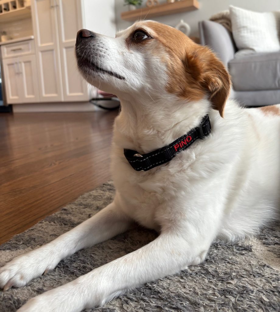 Personalized Martingale Dog Collar