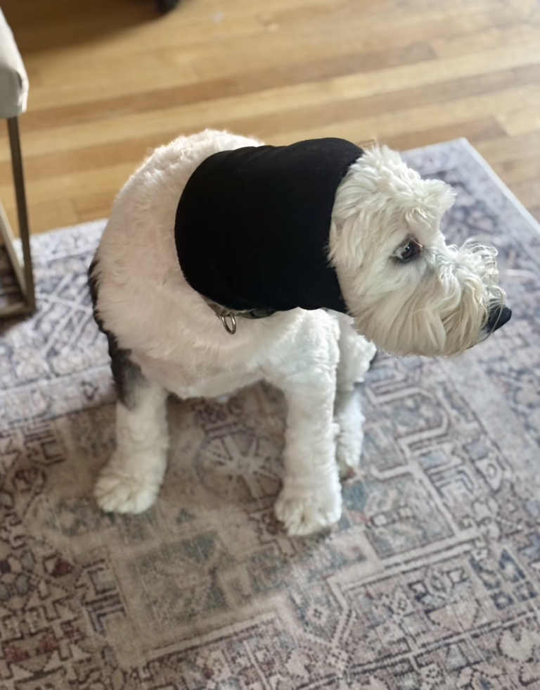 Happy Hoodie for Dogs