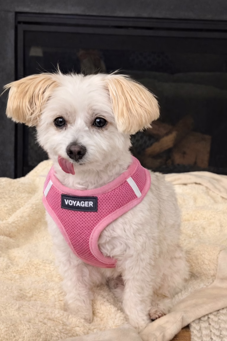 Voyager Harness