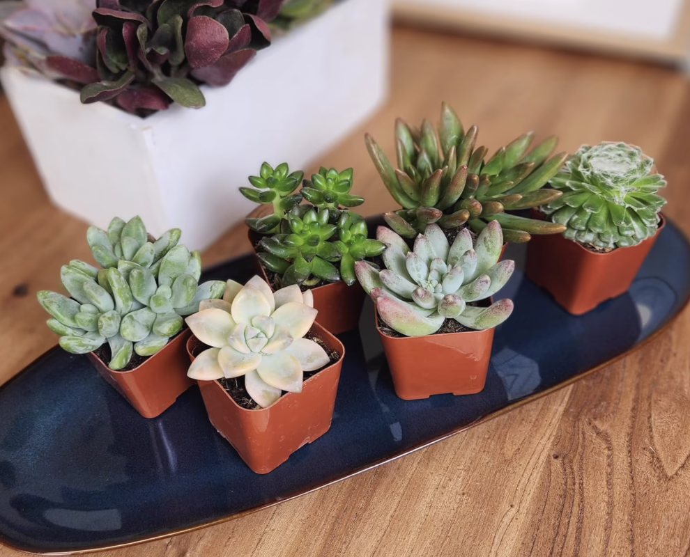 Live Succulents