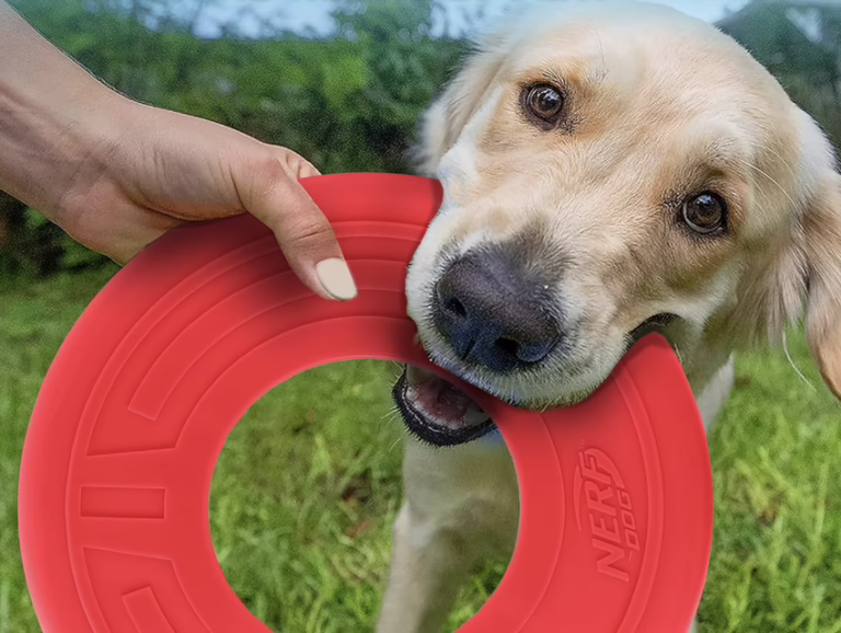 Nerf Fetch