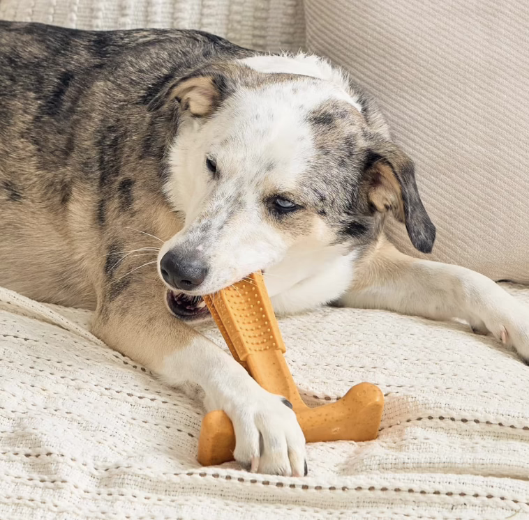 Chew Toy