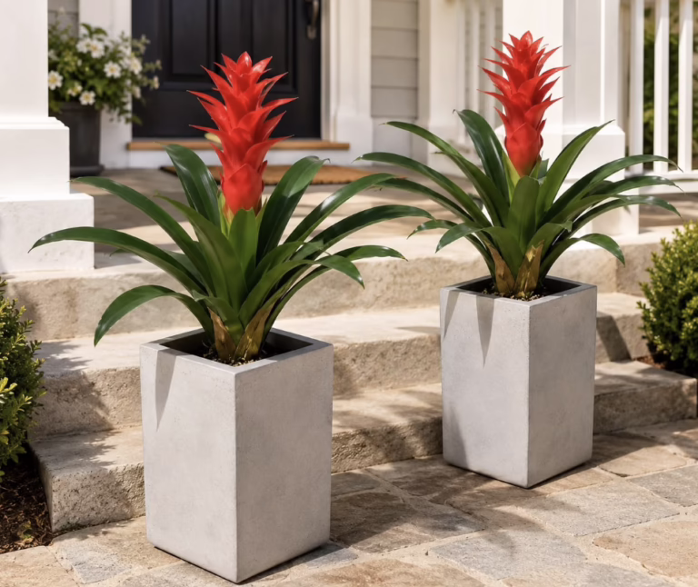 UV-resistant flowers!