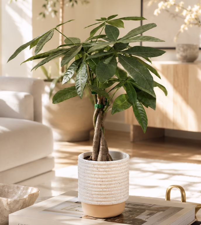 Money Tree