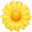 🌼