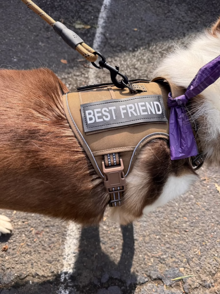 Dog Harness